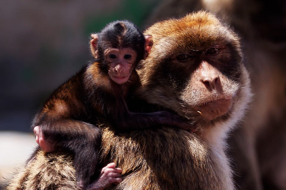 Gibraltar Tours - Gibraltar Monkeys - Apes Den