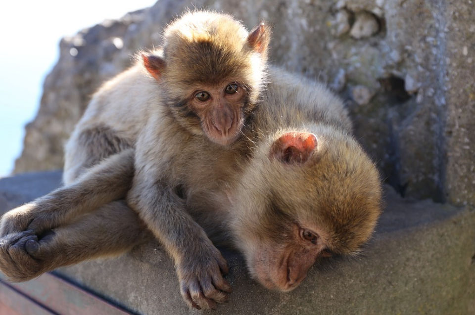 Gibraltar Tours - Gibraltar Monkeys - Apes Den