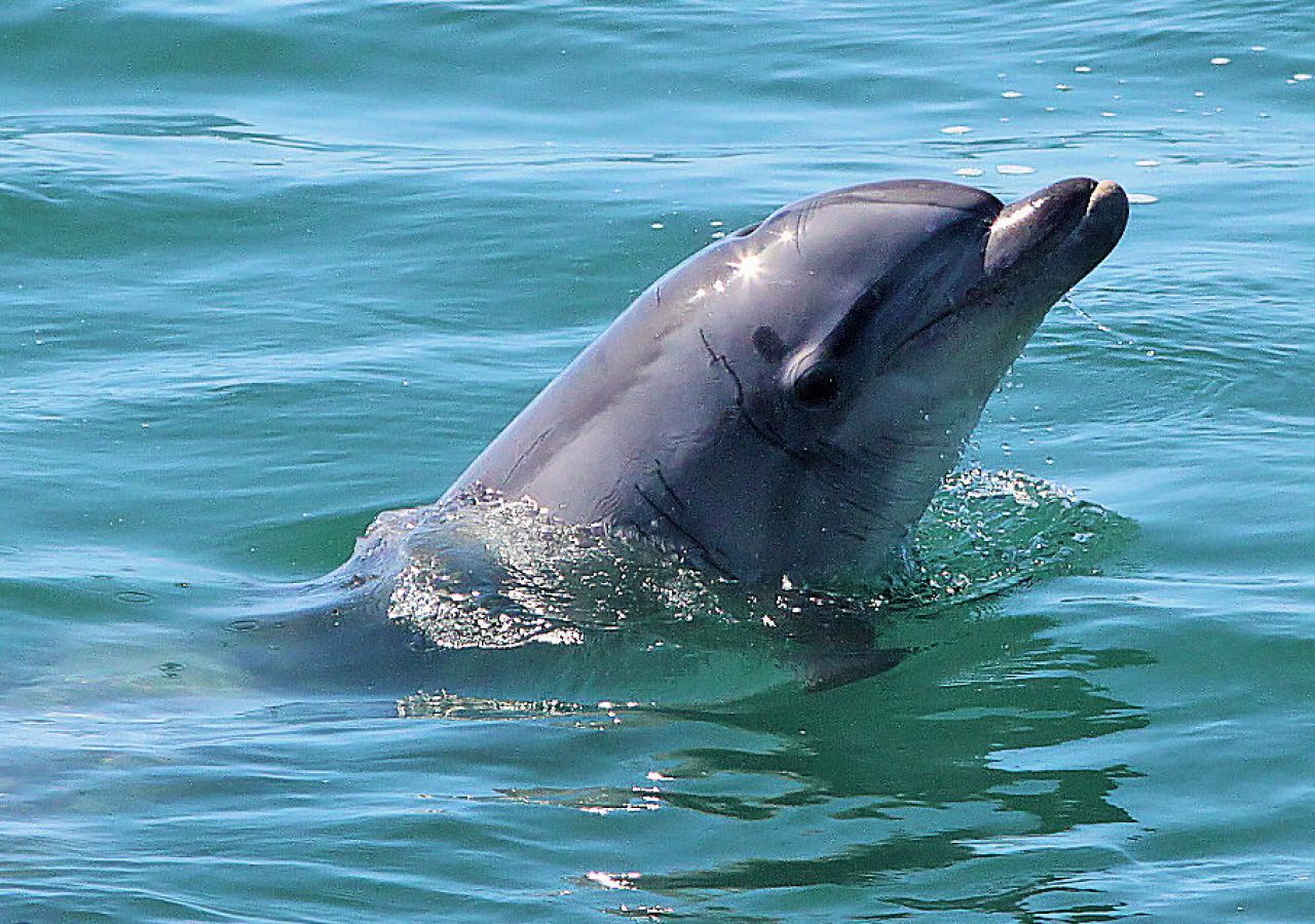 Gibraltar Day Trip