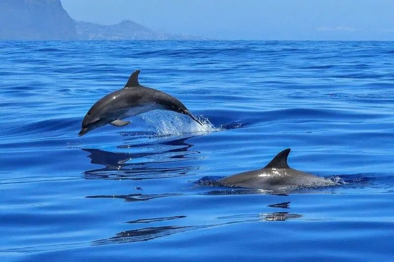 Gibraltar Dolphins